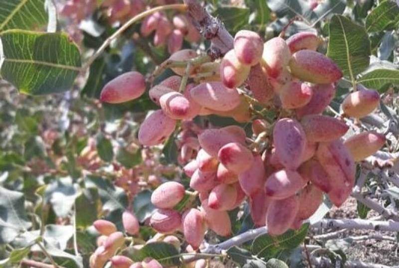 پیش بینی برداشت بیش از ۲۰۰ تن پسته تر از باغات جنوب استان کرمان